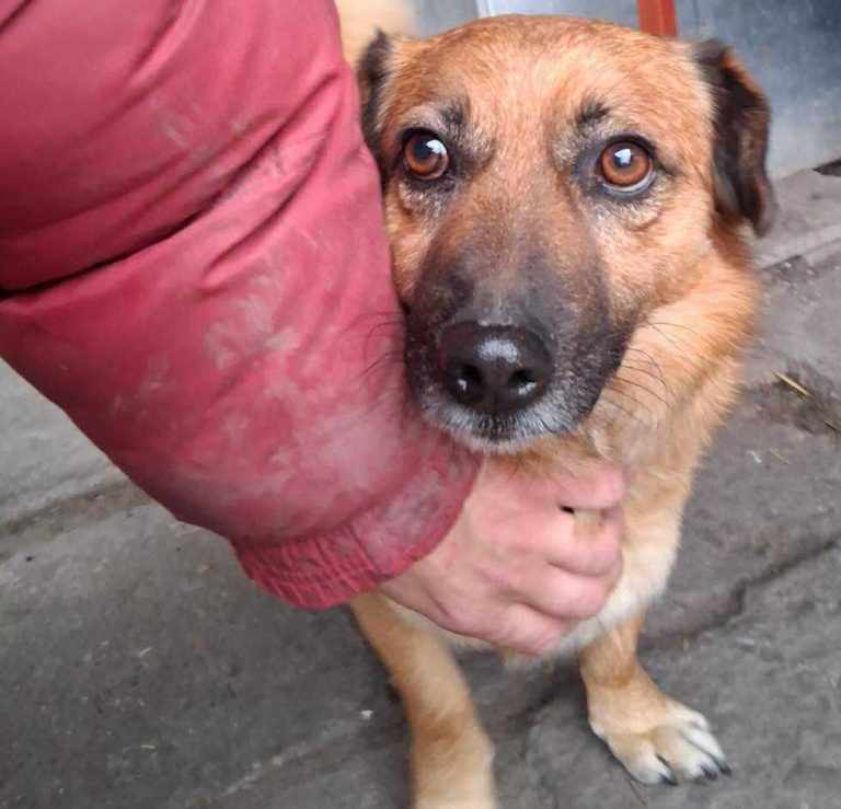 Tierheim Csongrád Zwei alte Gebäude auf einer offenen Fläche, umgeben von Sträuchern und Bäumen.
