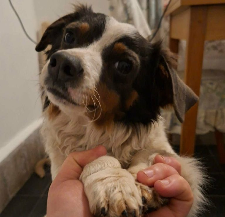 Zwei alte Gebäude auf einer offenen Fläche, umgeben von Sträuchern und Bäumen.