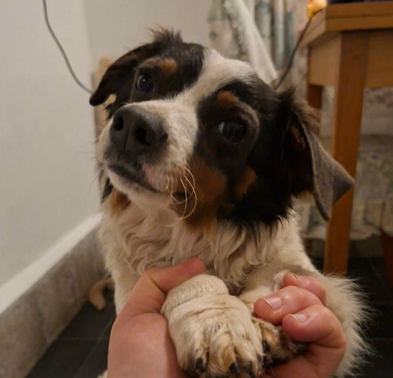 Zwei alte Gebäude auf einer offenen Fläche, umgeben von Sträuchern und Bäumen.