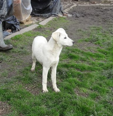 Ein kleiner, weißer Hund steht auf grünem Gras und schaut nach rechts.