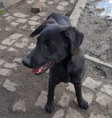 Schwarzer Hund steht auf einem matschigen Gehweg.