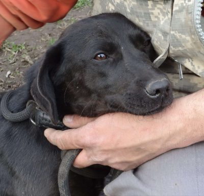 Ein Mensch hält einen schwarzen Hund im Arm, der entspannt aussieht.