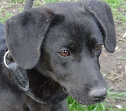 Schwarzer Hund mit großen Augen und leicht abgeschrägten Ohren, schaut aufmerksam.