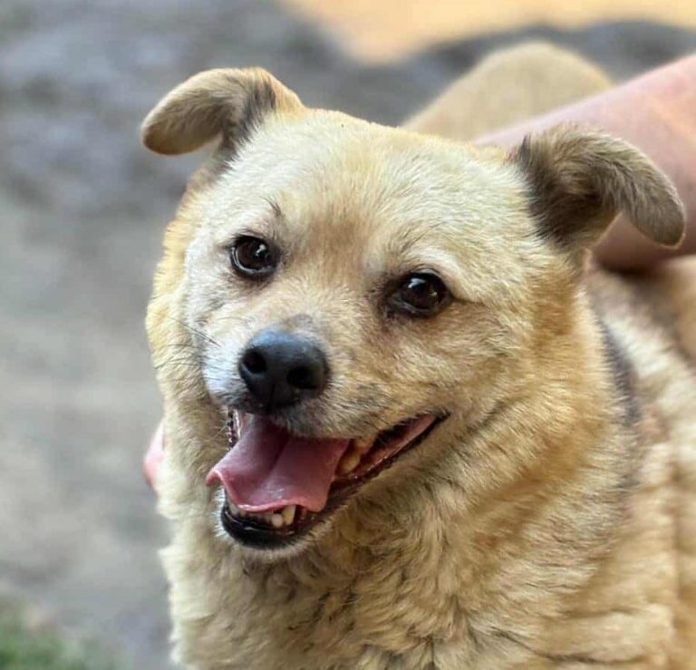 Zwei alte Gebäude auf einer offenen Fläche, umgeben von Sträuchern und Bäumen.