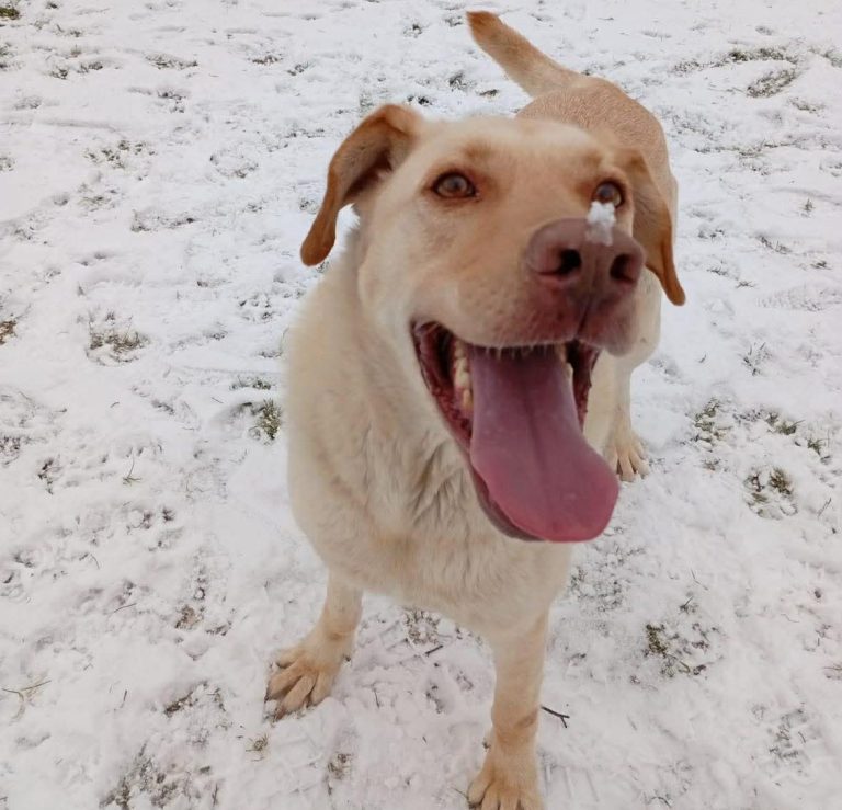 Zwei alte Gebäude auf einer offenen Fläche, umgeben von Sträuchern und Bäumen.