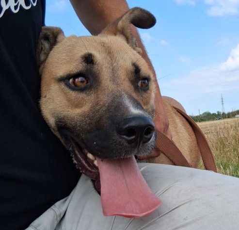 Zwei alte Gebäude auf einer offenen Fläche, umgeben von Sträuchern und Bäumen.