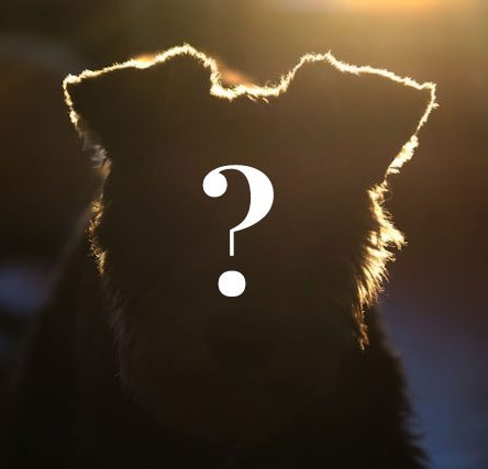Dunkler Hund mit aufgestellten Ohren vor einem weichen, warmen Licht.