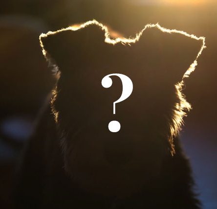 Zwei alte Gebäude auf einer offenen Fläche, umgeben von Sträuchern und Bäumen.