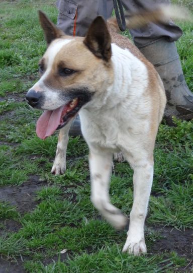 Ein mittelgroßer Hund mit braun-weißen Flecken läuft auf Gras.
