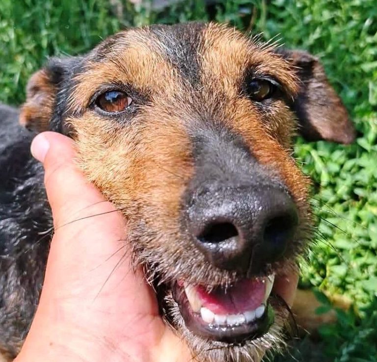 Tierheim Csongrád Zwei alte Gebäude auf einer offenen Fläche, umgeben von Sträuchern und Bäumen.