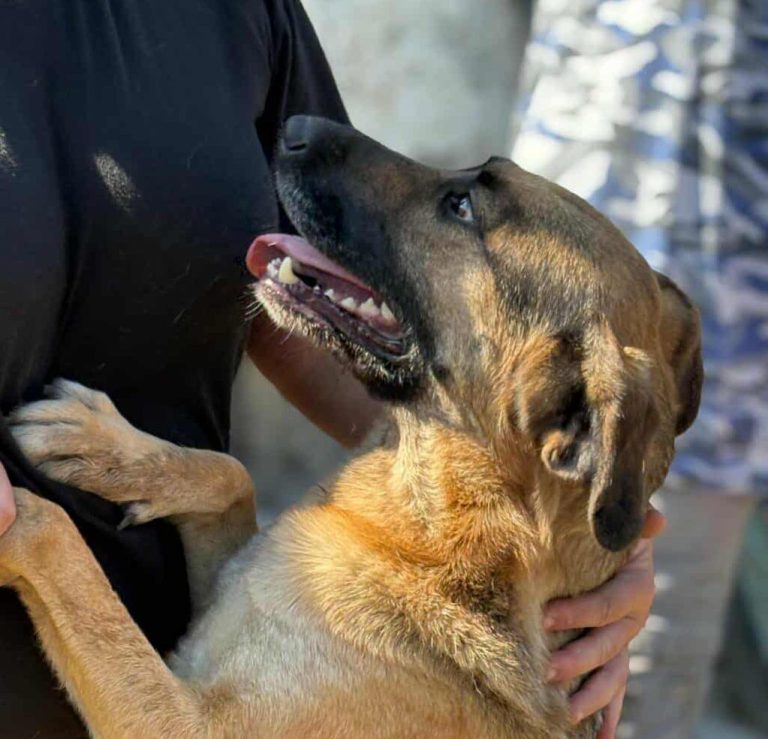 Zwei alte Gebäude auf einer offenen Fläche, umgeben von Sträuchern und Bäumen.