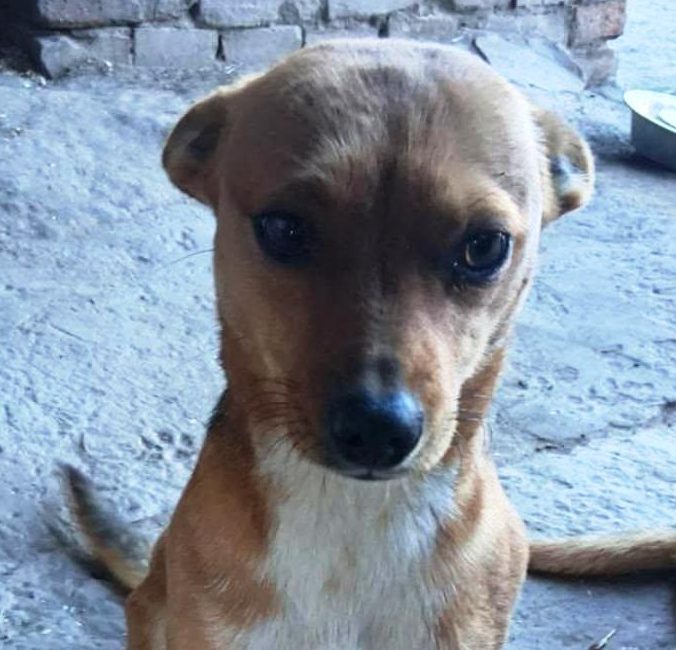 Zwei alte Gebäude auf einer offenen Fläche, umgeben von Sträuchern und Bäumen.