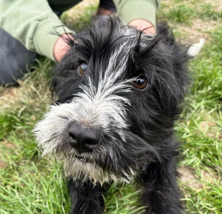 Zwei alte Gebäude auf einer offenen Fläche, umgeben von Sträuchern und Bäumen.