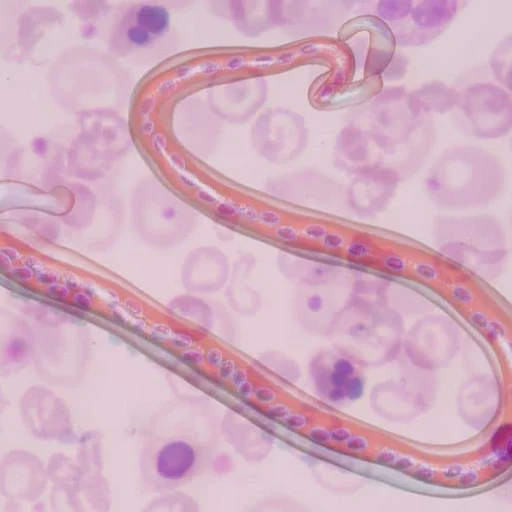 Schwarzer Hund liegt entspannt auf einem steinernen Boden.