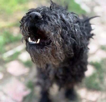 Zwei alte Gebäude auf einer offenen Fläche, umgeben von Sträuchern und Bäumen.