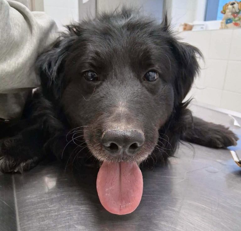 Zwei alte Gebäude auf einer offenen Fläche, umgeben von Sträuchern und Bäumen.