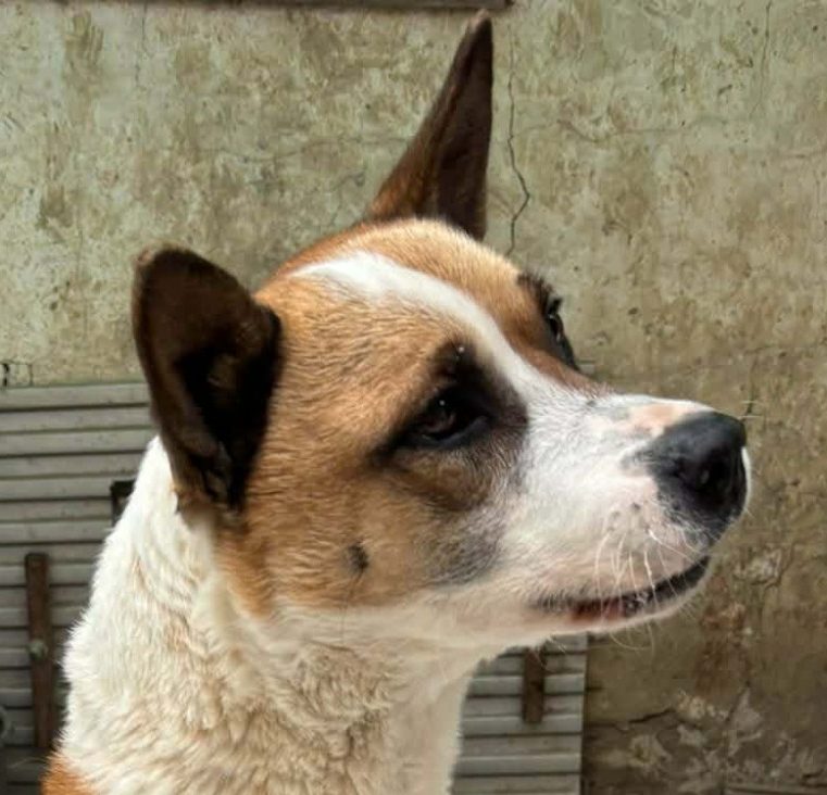 Zwei alte Gebäude auf einer offenen Fläche, umgeben von Sträuchern und Bäumen.