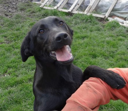 Schwarzer Hund mit fröhlichem Ausdruck, der auf einer Wiese steht.