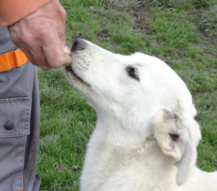 Weißer Hund schaut erwartungsvoll zu einer Hand mit einem Leckerli.