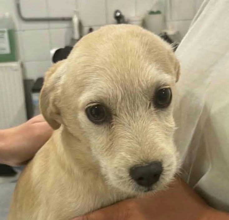 Tierheim Csongrád Zwei alte Gebäude auf einer offenen Fläche, umgeben von Sträuchern und Bäumen.