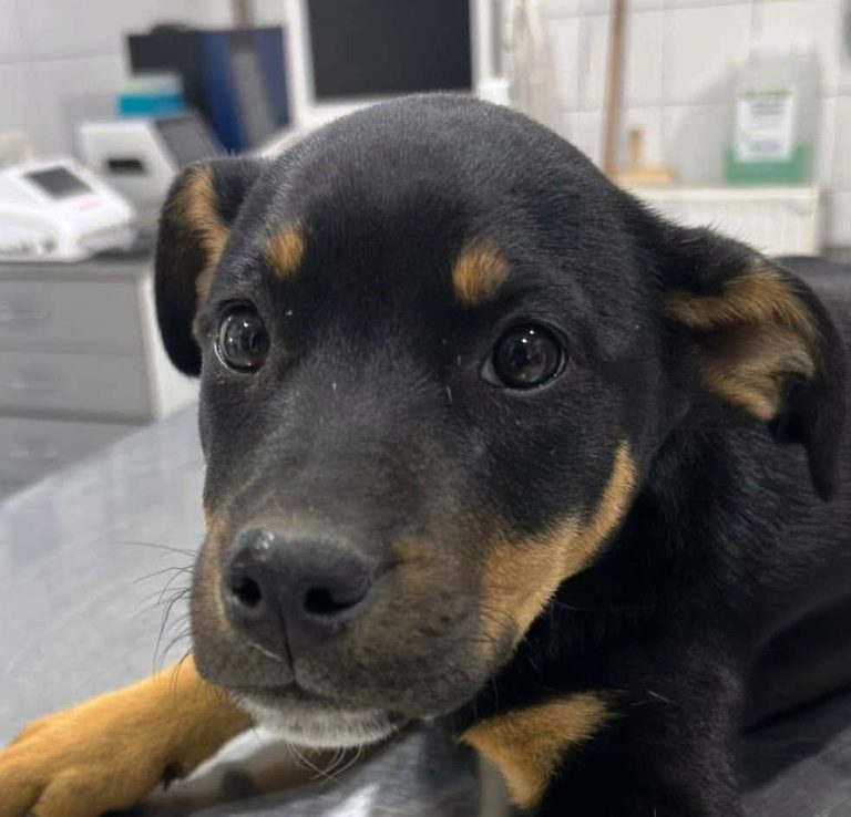 Tierheim Csongrád Zwei alte Gebäude auf einer offenen Fläche, umgeben von Sträuchern und Bäumen.