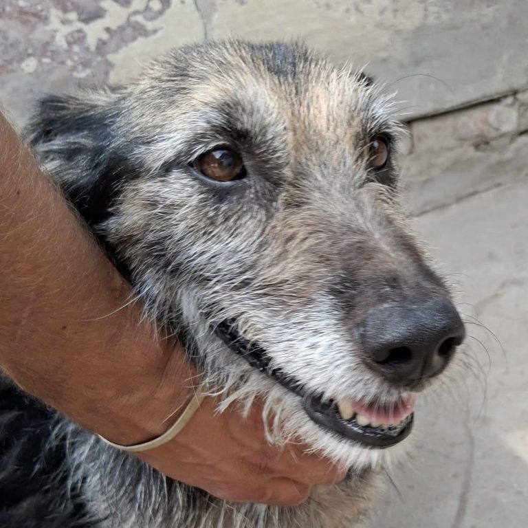 Schwarz-brauner Hund mit freundlichem Gesicht, sanft gehalten von einer Hand.