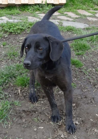 Schwarzer Hund mit leicht gewelltem Fell, steht auf grünem Gras.