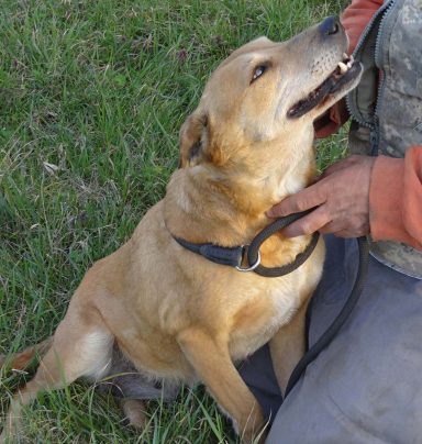 Brauner Hund sitzt auf dem Gras und wird von einer Person gestreichelt.