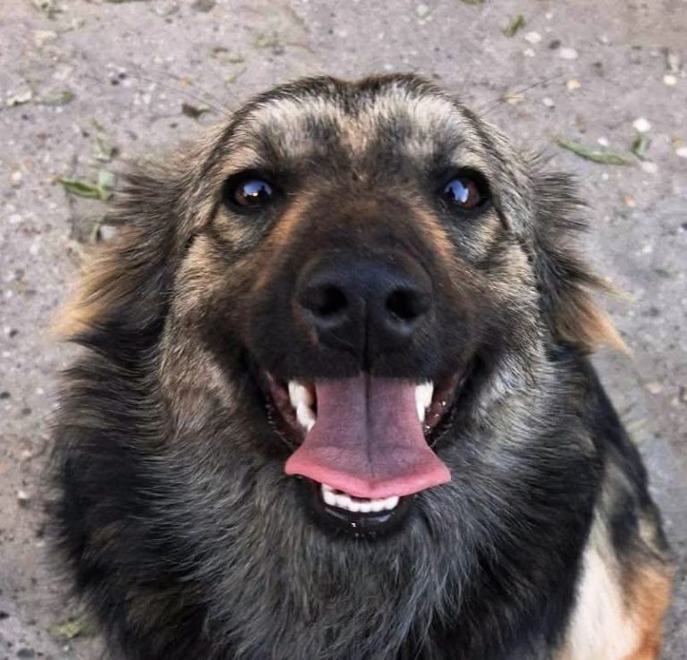 Tierheim Csongrád Zwei alte Gebäude auf einer offenen Fläche, umgeben von Sträuchern und Bäumen.