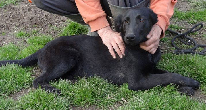 Schwarzer Labrador liegt auf dem Gras, während eine Person ihn sanft streichelt.