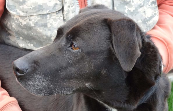 Schwarzer Labrador, seitlich betrachtet, mit aufmerksamem Blick.
