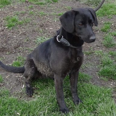 Schwarzer Hund sitzt auf grünem Gras, mit kurzem Schwanz und traurigem Blick.
