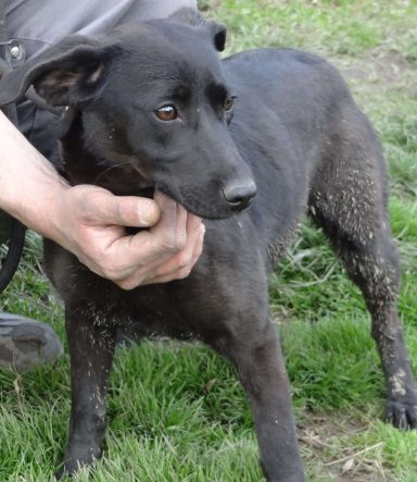 Schwarzer Hund steht im Gras, wird von einer Hand gehalten.