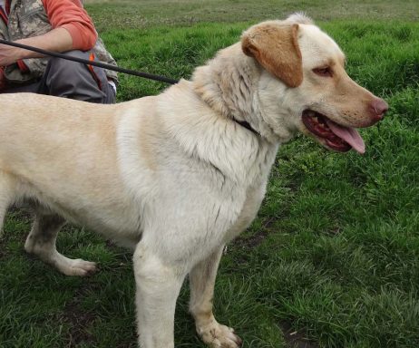 Ein gelber Labrador steht auf grünem Gras, mit glücklichem Ausdruck und herausgestreckter Zunge.