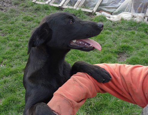 Schwarzer Hund, zeigt Zuneigung, liegt auf dem Arm einer Person im Freien.
