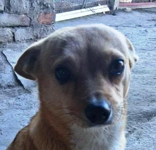 Zwei alte Gebäude auf einer offenen Fläche, umgeben von Sträuchern und Bäumen.