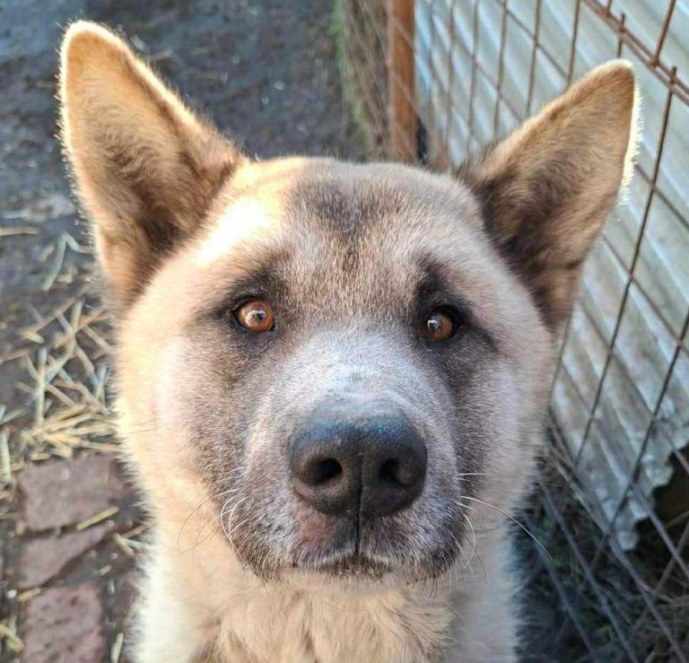 Tierheim Csongrád Zwei alte Gebäude auf einer offenen Fläche, umgeben von Sträuchern und Bäumen.