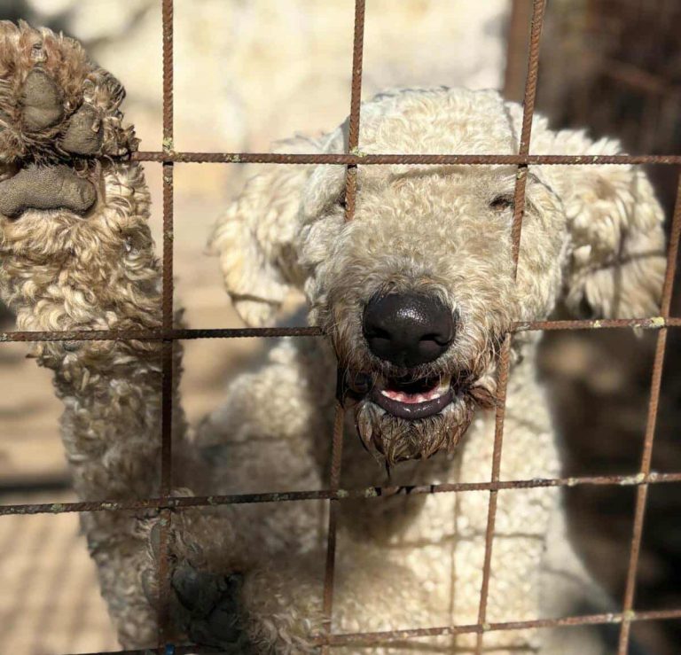 Zwei alte Gebäude auf einer offenen Fläche, umgeben von Sträuchern und Bäumen.