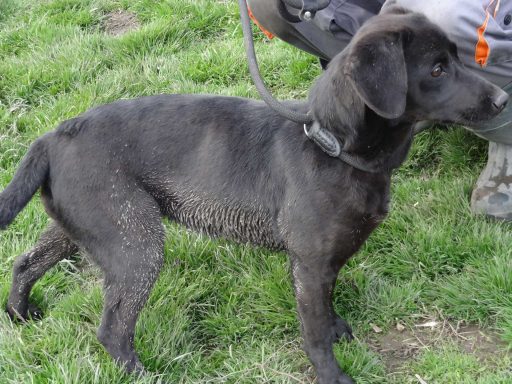 Schwarzer Welpe steht auf grünem Gras, mit erhobener Rute und neugierigem Blick.