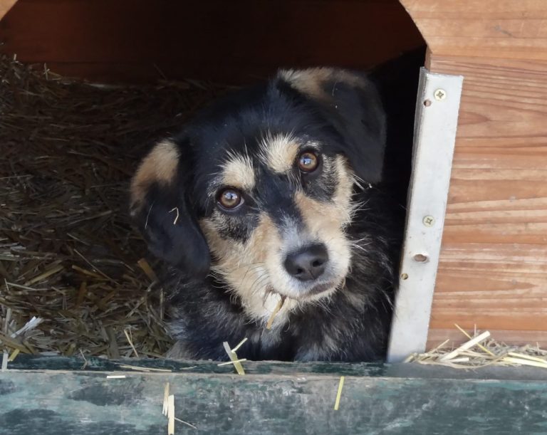 Schwarz-brauner Hund schaut aus einer Hundehütte und sieht aufmerksam aus.