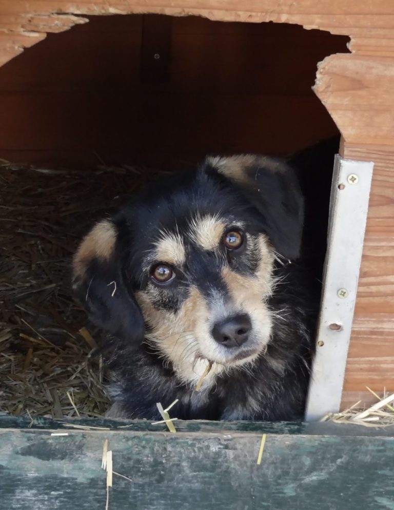 Schwarz-brauner Hund schaut aus einer Hundehütte und sieht aufmerksam aus.